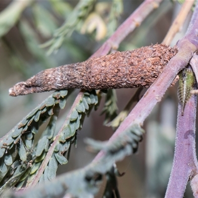 Conoeca or Lepidoscia (genera) IMMATURE (Unidentified Cone Case Moth larva, pupa, or case) at Bruce, ACT - 3 Dec 2025 by AlisonMilton