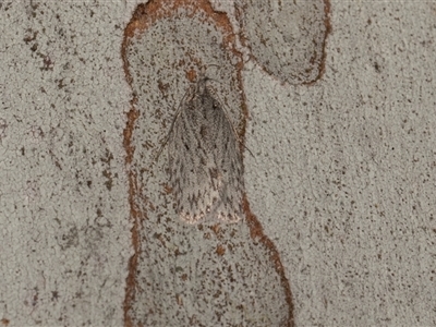 Pedois epinephela at Hawker, ACT - 4 Dec 2025 by AlisonMilton