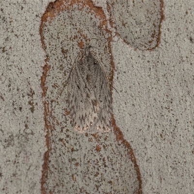 Pedois epinephela (A Gelechioid moth (Depressariidae) at Hawker, ACT - 4 Dec 2025 by AlisonMilton