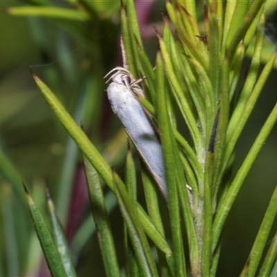 Philobota group (Oecophoridae) at Hawker, ACT - 4 Dec 2025 by AlisonMilton