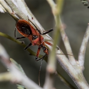 Gminatus australis (Orange assassin bug) at Hawker, ACT - 4 Dec 2025 by AlisonMilton