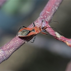 Gminatus australis (Orange assassin bug) at Bruce, ACT - 3 Dec 2025 by AlisonMilton