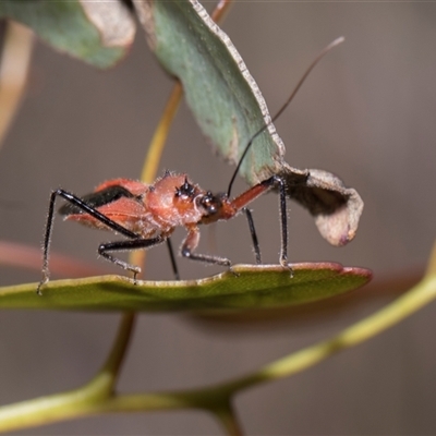 Gminatus australis (Orange assassin bug) at Bruce, ACT - 3 Dec 2025 by AlisonMilton