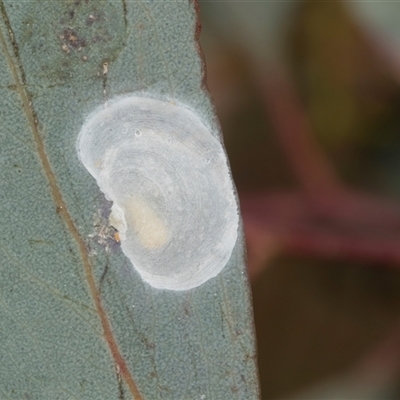 Unverified Psyllid, lerp, aphid or whitefly (Hemiptera, several families) at Scullin, ACT - 4 Dec 2025 by AlisonMilton