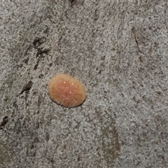 Eriococcidae sp. (family) at Hawker, ACT - 4 Dec 2025 by AlisonMilton