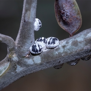 Icerya acaciae at Bruce, ACT - 3 Dec 2025 by AlisonMilton