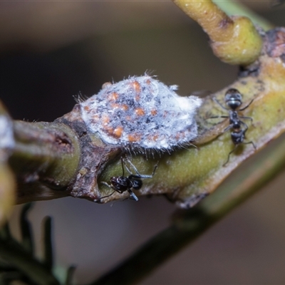 Icerya acaciae (Acacia mealy bug) at Bruce, ACT - 3 Dec 2025 by AlisonMilton