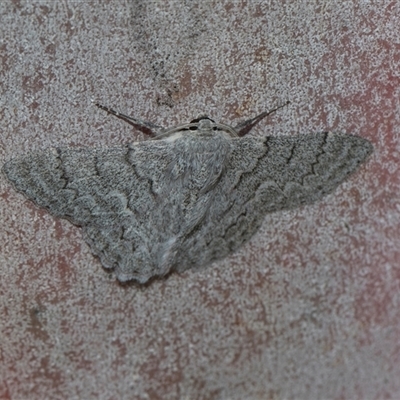 Crypsiphona ocultaria (Red-lined Looper Moth) at Bruce, ACT - 3 Dec 2025 by AlisonMilton
