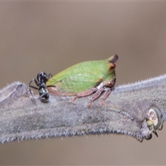 Sextius virescens (Acacia horned treehopper) at Bruce, ACT - 3 Dec 2025 by AlisonMilton
