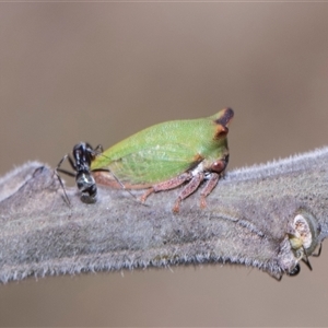 Sextius virescens (Acacia horned treehopper) at Bruce, ACT - 3 Dec 2025 by AlisonMilton