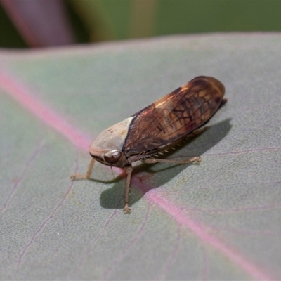 Brunotartessus fulvus (Yellow-headed Leafhopper) at Bruce, ACT - 3 Dec 2025 by AlisonMilton