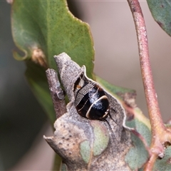 Ellipsidion australe (Austral Ellipsidion cockroach) at Bruce, ACT - 3 Dec 2025 by AlisonMilton