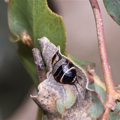 Ellipsidion australe (Austral Ellipsidion cockroach) at Bruce, ACT - 3 Dec 2025 by AlisonMilton
