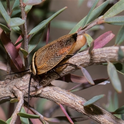 Ellipsidion australe (Austral Ellipsidion cockroach) at Hawker, ACT - 4 Dec 2025 by AlisonMilton