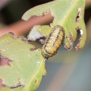 Gonipterini sp. (tribe) (A weevil) at Bruce, ACT - 3 Dec 2025 by AlisonMilton