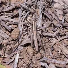 Macrotona sp. (genus) (Macrotona grasshopper) at Bruce, ACT - 3 Dec 2025 by AlisonMilton