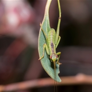 Torbia viridissima (Gum Leaf Katydid) at Bruce, ACT - 3 Dec 2025 by AlisonMilton