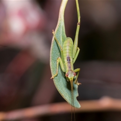 Torbia viridissima (Gum Leaf Katydid) at Bruce, ACT - 3 Dec 2025 by AlisonMilton