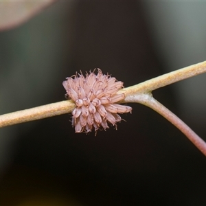 Paropsis atomaria (Eucalyptus leaf beetle) at Bruce, ACT - 3 Dec 2025 by AlisonMilton