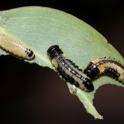 Paropsis atomaria (Eucalyptus leaf beetle) at Scullin, ACT - 4 Dec 2025 by AlisonMilton