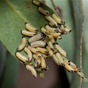 Paropsisterna cloelia (Eucalyptus variegated beetle) at Scullin, ACT - 4 Dec 2025 by AlisonMilton