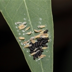 Paropsisterna cloelia (Eucalyptus variegated beetle) at Hawker, ACT - 4 Dec 2025 by AlisonMilton