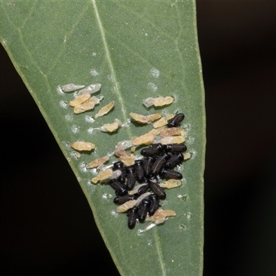 Paropsisterna cloelia (Eucalyptus variegated beetle) at Hawker, ACT - 4 Dec 2025 by AlisonMilton