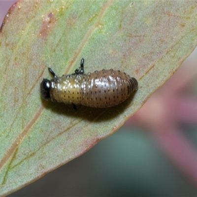 Paropsisterna beata (Blessed Leaf Beetle) at Scullin, ACT - 4 Dec 2025 by AlisonMilton