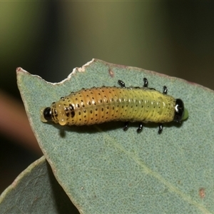 Paropsisterna beata (Blessed Leaf Beetle) at Hawker, ACT - 4 Dec 2025 by AlisonMilton