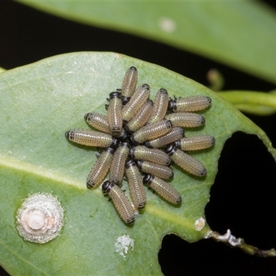 Paropsisterna beata (Blessed Leaf Beetle) at Hawker, ACT - 4 Dec 2025 by AlisonMilton