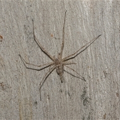 Tamopsis eucalypti (A two-tailed spider) at Hawker, ACT - 4 Dec 2025 by AlisonMilton