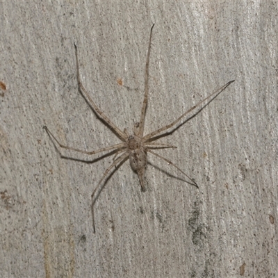 Tamopsis eucalypti (A two-tailed spider) at Hawker, ACT - 4 Dec 2025 by AlisonMilton