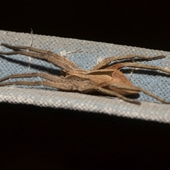 Argoctenus sp. (genus) (Wandering ghost spider) at Higgins, ACT - 4 Dec 2025 by AlisonMilton
