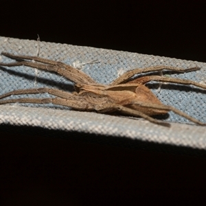 Unverified Wolf spider (Lycosidae) at Higgins, ACT - 4 Dec 2025 by AlisonMilton