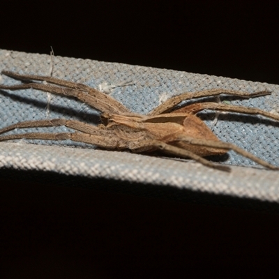 Argoctenus sp. (genus) (Wandering ghost spider) at Higgins, ACT - 4 Dec 2025 by AlisonMilton