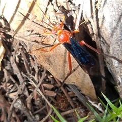 Lissopimpla excelsa (Orchid dupe wasp, Dusky-winged Ichneumonid) at Yaouk, NSW - 28 Nov 2025 by Janet