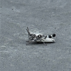 Acrididae sp. (family) (Unidentified Grasshopper) by HBee2