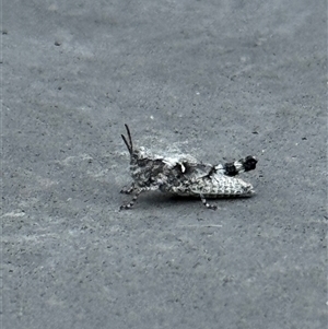 Acrididae sp. (family) (Unidentified Grasshopper) by HBee2