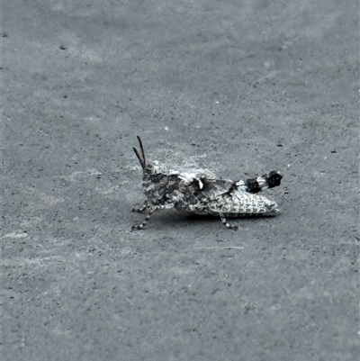 Acrididae sp. (family) (Unidentified Grasshopper) at  - suppressed by HBee2