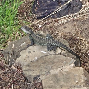Intellagama lesueurii at Queanbeyan East, NSW - Yesterday by FeralGhostbat