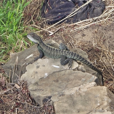 Intellagama lesueurii at Queanbeyan East, NSW - 5 Dec 2025 by FeralGhostbat