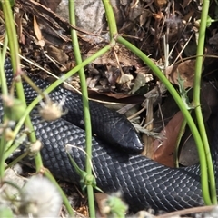 Pseudechis porphyriacus (Red-bellied Black Snake) at Queanbeyan, NSW - 5 Dec 2025 by FeralGhostbat
