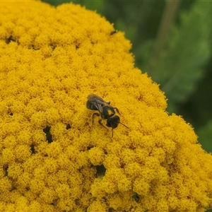 Unverified Other insect at Queanbeyan, NSW - Yesterday by FeralGhostbat