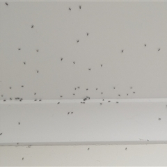 Nysius sp. (genus) by HelenCross