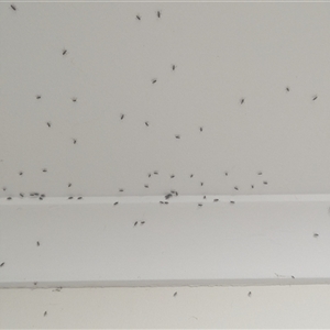 Nysius sp. (genus) by HelenCross