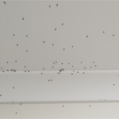 Nysius sp. (genus) at  - suppressed by HelenCross