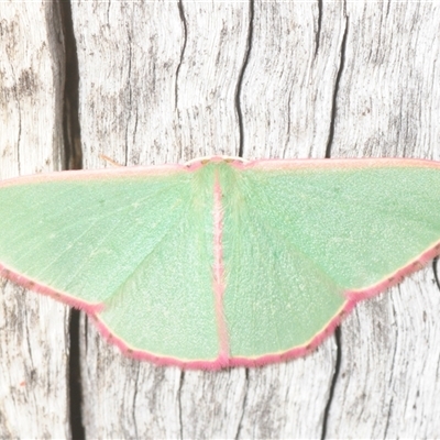 Chlorocoma vertumnaria (Red-fringed Emerald) at Denman Prospect, ACT - 2 Dec 2025 by Harrisi