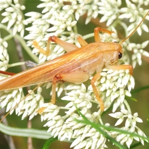Unverified Grasshopper, Cricket or Katydid (Orthoptera) at Uriarra Village, ACT - 4 Dec 2025 by Harrisi