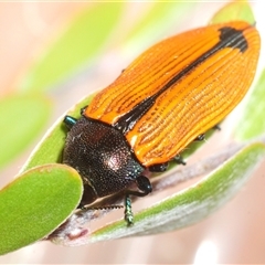 Castiarina subpura (A jewel beetle) at Denman Prospect, ACT - 3 Dec 2025 by Harrisi