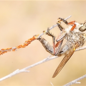 Unverified Robber fly (Asilidae) at Denman Prospect, ACT - 2 Dec 2025 by Harrisi
